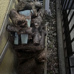 週末限定　桜の木　薪用　丸太の画像