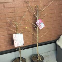 桜の苗木