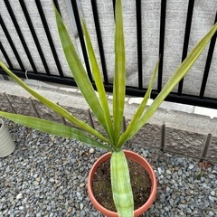 ユッカ約90センチ　一本伸び　引き取り限定の画像