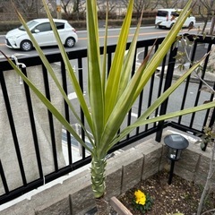 ユッカ約130センチ　一本伸び　引き取り限定の画像