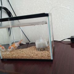 金魚セット無料でお譲りします!!の画像