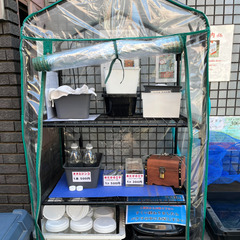 板橋区 めだか無人販売所 お好きなメダカ1匹 300円〜 - 板橋区