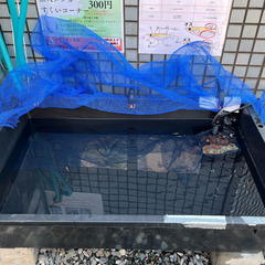 板橋区 めだか無人販売所 お好きなメダカ1匹 300円〜 - ペット