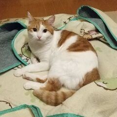 【解決済】迷子猫 福丸見つかりました❗️