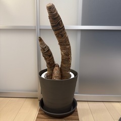 クワズイモ　観葉植物