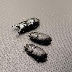 お取り引き中【♂♀♀3頭】チェリフェルネブトクワガタ