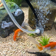 金魚