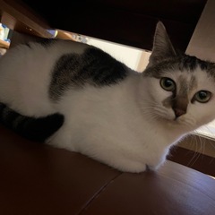 【決まりました(*´꒳`*)】とても甘えん坊な女の子です(^^) − 宮城県
