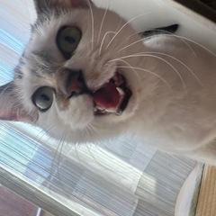 【決まりました(*´꒳`*)】とても甘えん坊な女の子です(^^) - 猫