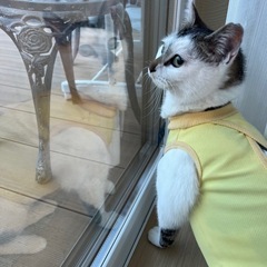 【決まりました(*´꒳`*)】とても甘えん坊な女の子です(^^) - 亘理郡