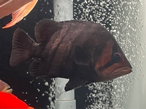 ダトニオプラスワン 目測20cm ※引取り限定