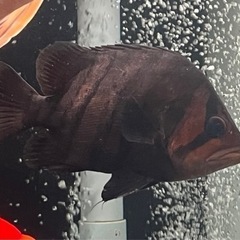 ダトニオプラスワン 目測20cm ※引取り限定