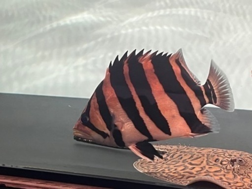 ダトニオプラスワン 目測20cm ※引取り限定