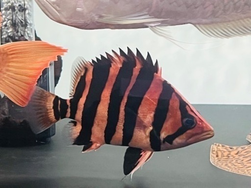 ダトニオプラスワン 目測20cm ※引取り限定