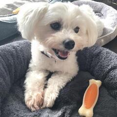 お散歩、オモチャで遊んでもらうの大好きクゥちゃん