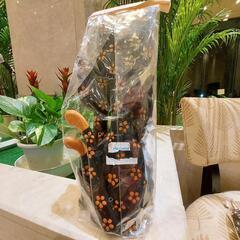 バリ島バリネコ🐈️🐾の画像