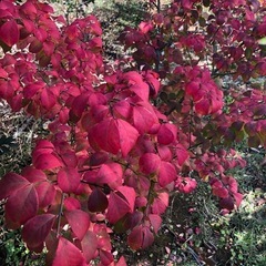 【無料】ニシキギ(三大紅葉樹) 錦木　生垣　目隠しに最適