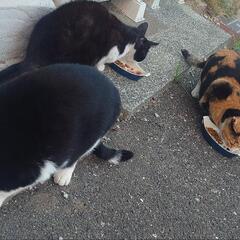 地域猫の避難場所を作るため
