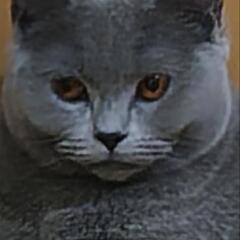 ブリティッシュショートヘア - 猫