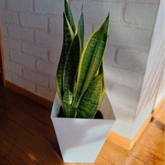 観葉植物　サンスペリア　　