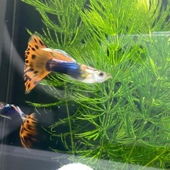 熱帯魚　グッピー&稚魚5匹の画像