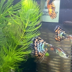 熱帯魚　グッピー&稚魚5匹の画像