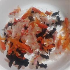 金魚すくい＆販売会