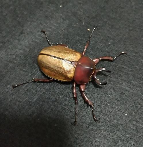 「期間限定販売」 マルガリータヒナカブト 成虫ペア
