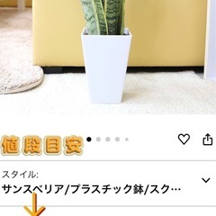 観葉植物　サンスペリア　　の画像