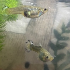 熱帯魚　グッピー&稚魚5匹の画像