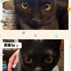 子猫里親募集☆