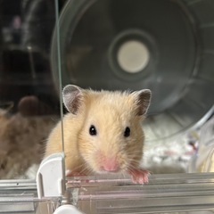 キンクマ　ハムスター