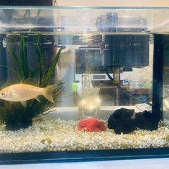 水槽と金魚（和金）