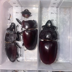 ヤエヤママルバネクワガタ　配送可能の画像