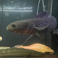  商談中　2匹セット5,000円　コウタイ　スターダスト ダイヤモンドギャラクシーレッド 　スネークヘッド　熱帯魚　大型魚　古代魚 の画像