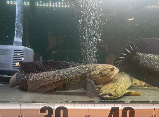 商談中　2匹セット5,000円　コウタイ　スターダスト ダイヤモンドギャラクシーレッド 　スネークヘッド　熱帯魚　大型魚　古代魚 商談中2匹セット5,000円コウタイスターダスト ダイヤモンド
