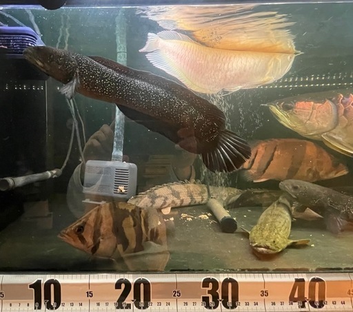 商談中　2匹セット5,000円　コウタイ　スターダスト ダイヤモンドギャラクシーレッド 　スネークヘッド　熱帯魚　大型魚　古代魚 商談中2匹セット5,000円コウタイスターダスト ダイヤモンド