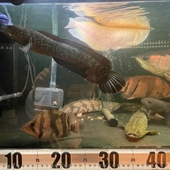  商談中　2匹セット5,000円　コウタイ　スターダスト ダイヤモンドギャラクシーレッド 　スネークヘッド　熱帯魚　大型魚　古代魚 の画像