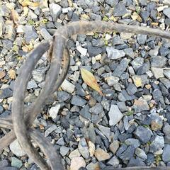 大きいマルノコ　大きいサイズの画像