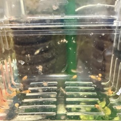 バルーンモーリー 10匹 熱帯魚の画像