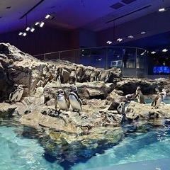 3/1(土)押上にてランチ会、水族館巡り行きませんか？ - 友達