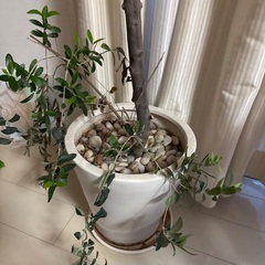 オリーブの木