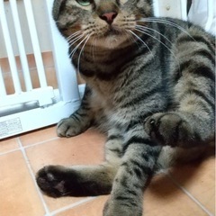 ブリーダーさんからレスキューした大吉くんです。里親募集します。 - 伊勢崎市