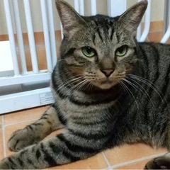 ブリーダーさんからレスキューした大吉くんです。里親募集します。 - 猫