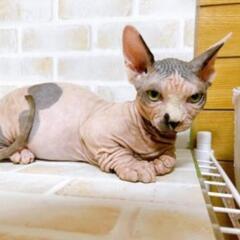 【里親募集🙇‍♀️】無毛短足の珍しい猫ちゃん　バンビーノの男の子♡ - 町田市