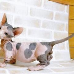 【里親募集🙇‍♀️】無毛短足の珍しい猫ちゃん　バンビーノの男の子♡ − 東京都