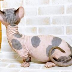 【里親募集🙇‍♀️】無毛短足の珍しい猫ちゃん　バンビーノの男の子♡ - ペット