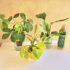 決まりました❗観葉植物　４種類