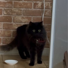 黒もふもふちゃん