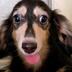 ランキングキーワードに紐づく投稿画像-子犬